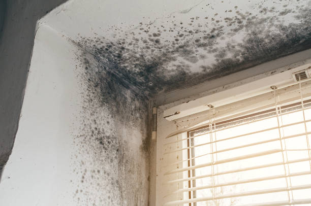 Trusted Attic Mold Removal service in Brick, NJ - Cheap Mold Removal