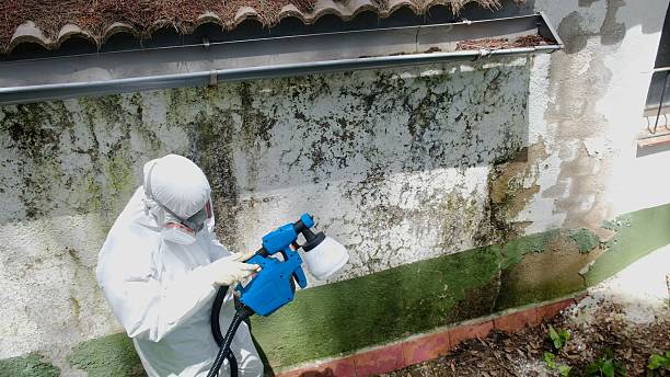 Trusted Mold Remediation service in Brick, NJ - Cheap Mold Removal